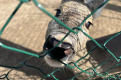 Grădina Zoologică Galați 30