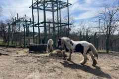 Grădina Zoologică Galați 46