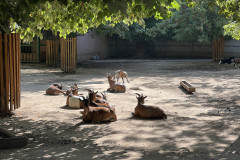 Grădina Zoologică Oradea 16