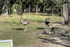 Grădina Zoologică Oradea 37