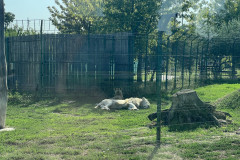 Grădina Zoologică Oradea 48
