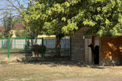 Grădina Zoologică Oradea 55