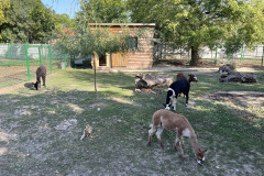 Grădina Zoologică Oradea 57