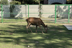 Grădina Zoologică Oradea 73