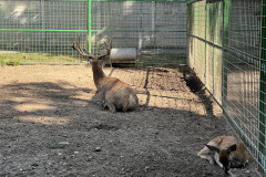 Grădina Zoologică Oradea 76