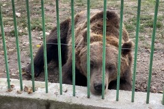 Grădina Zoologică Pitești 24