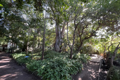 Huerto de Las Flores - Jardín Botánico de Agaete, Gran Canaria 17