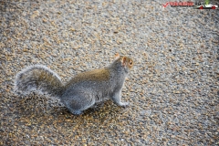 Hyde Park Londra, Anglia 66