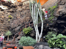 Jameos del Agua Lanzarote 15