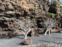 Jameos del Agua Lanzarote 41