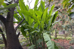 Jardín Botánico de la Orotava, Tenerife 100