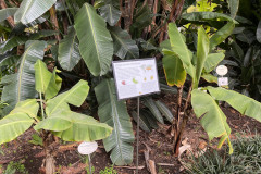 Jardín Botánico de la Orotava, Tenerife 101