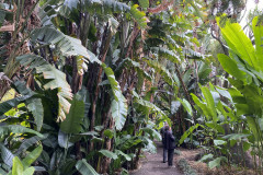 Jardín Botánico de la Orotava, Tenerife 103