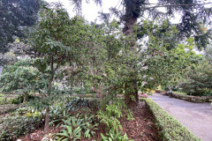 Jardín Botánico de la Orotava, Tenerife 104