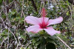 Jardín Botánico de la Orotava, Tenerife 105