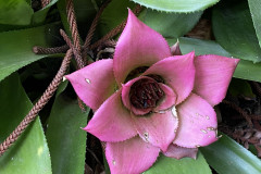 Jardín Botánico de la Orotava, Tenerife 107