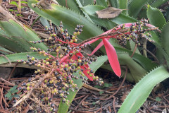 Jardín Botánico de la Orotava, Tenerife 110