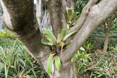 Jardín Botánico de la Orotava, Tenerife 111