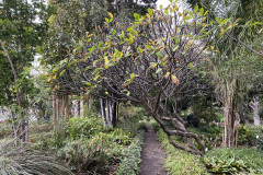 Jardín Botánico de la Orotava, Tenerife 112