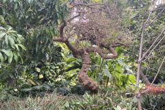 Jardín Botánico de la Orotava, Tenerife 113