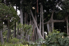 Jardín Botánico de la Orotava, Tenerife 114