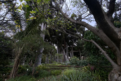 Jardín Botánico de la Orotava, Tenerife 115