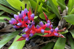 Jardín Botánico de la Orotava, Tenerife 117