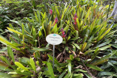 Jardín Botánico de la Orotava, Tenerife 118