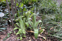 Jardín Botánico de la Orotava, Tenerife 120