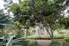 Jardín Botánico de la Orotava, Tenerife 123