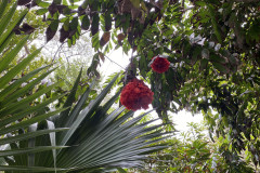 Jardín Botánico de la Orotava, Tenerife 124