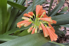 Jardín Botánico de la Orotava, Tenerife 125