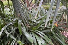 Jardín Botánico de la Orotava, Tenerife 127