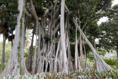 Jardín Botánico de la Orotava, Tenerife 128