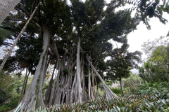 Jardín Botánico de la Orotava, Tenerife 129