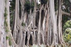 Jardín Botánico de la Orotava, Tenerife 130