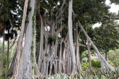 Jardín Botánico de la Orotava, Tenerife 131