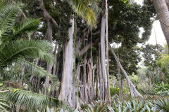 Jardín Botánico de la Orotava, Tenerife 132