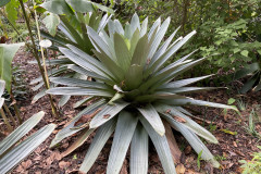 Jardín Botánico de la Orotava, Tenerife 133