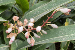 Jardín Botánico de la Orotava, Tenerife 134