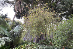 Jardín Botánico de la Orotava, Tenerife 139