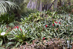 Jardín Botánico de la Orotava, Tenerife 140