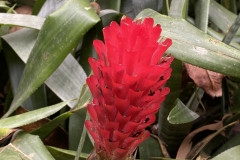 Jardín Botánico de la Orotava, Tenerife 141