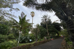 Jardín Botánico de la Orotava, Tenerife 142