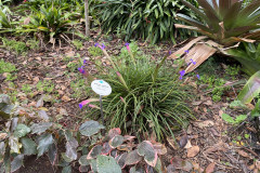 Jardín Botánico de la Orotava, Tenerife 143