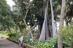 Jardín Botánico de la Orotava, Tenerife 145