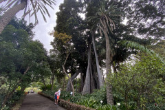 Jardín Botánico de la Orotava, Tenerife 146