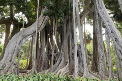 Jardín Botánico de la Orotava, Tenerife 147