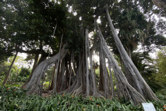 Jardín Botánico de la Orotava, Tenerife 148