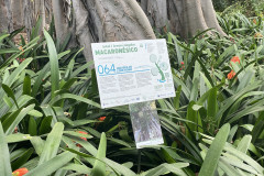 Jardín Botánico de la Orotava, Tenerife 149